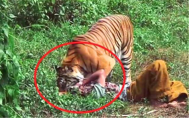 吃了人的老虎会有多恐怖?传奇猎人:食人老虎会带来无尽的麻烦.