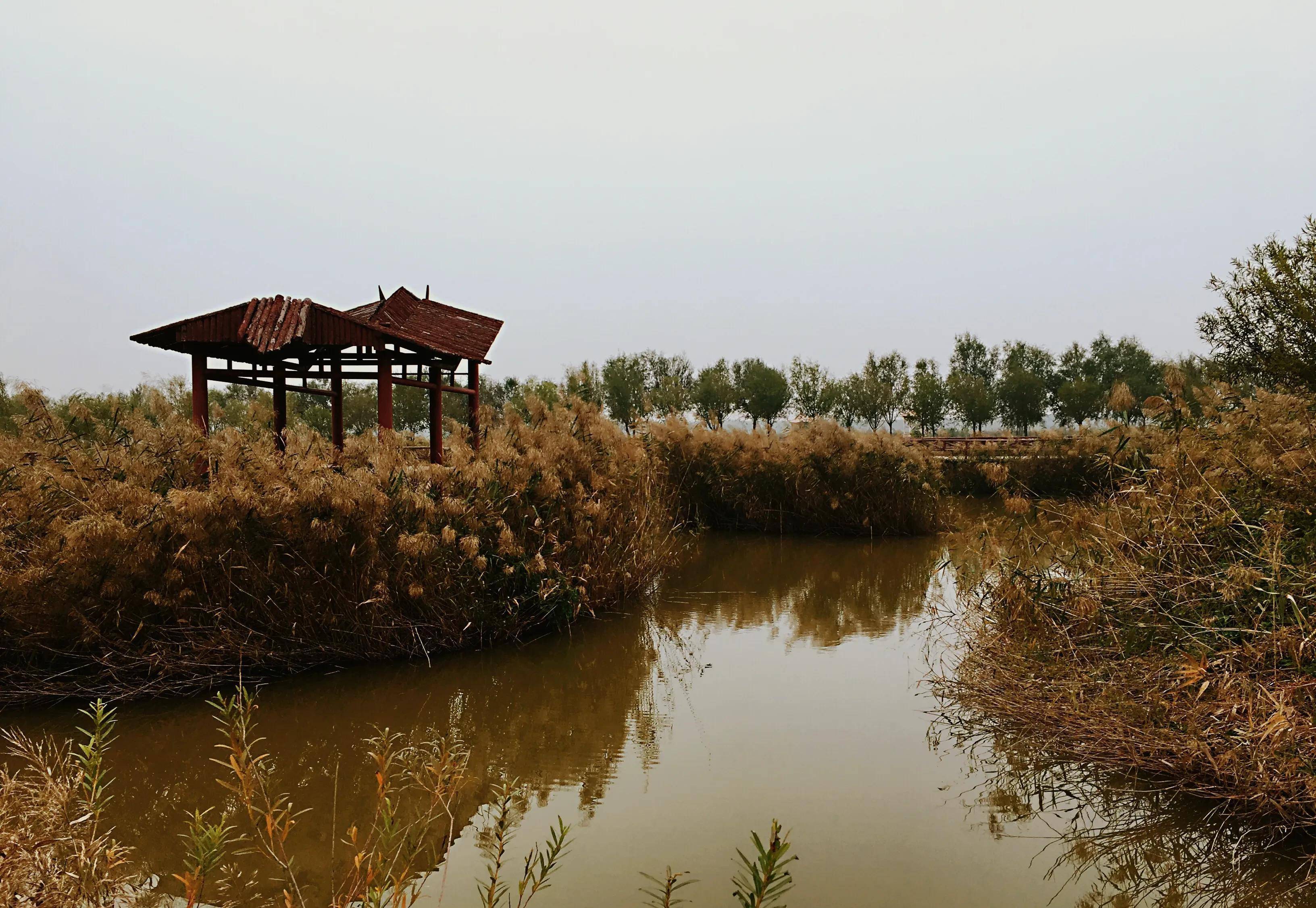 穷游潼关三河口,遍看芦苇三省黄_渭河_黄河_汾河