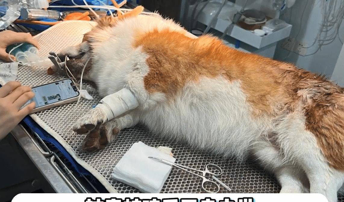 网红柯基狗timi去世,宠主发视频悼念,网友却称:摇钱树没了_汪星_小柯