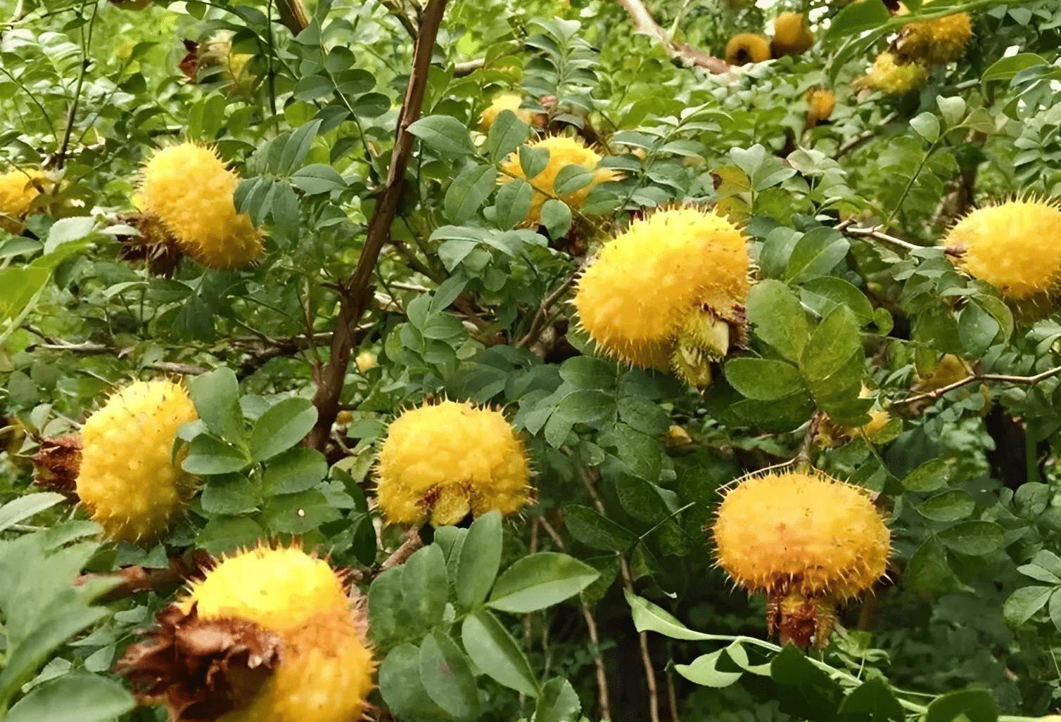 1种草长满了小刺,80后曾将它当成"小零食",殊不知