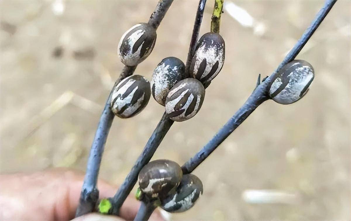 除了酸白菜,东北人还有一种乡愁,叫油爆洋辣子_农村_害虫_味道