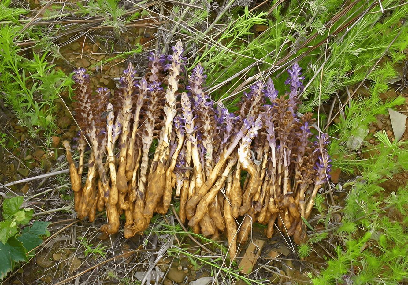 株高50厘米,民间称它为"列当",十分珍贵,遇到好好珍惜,稀少_植物_花友