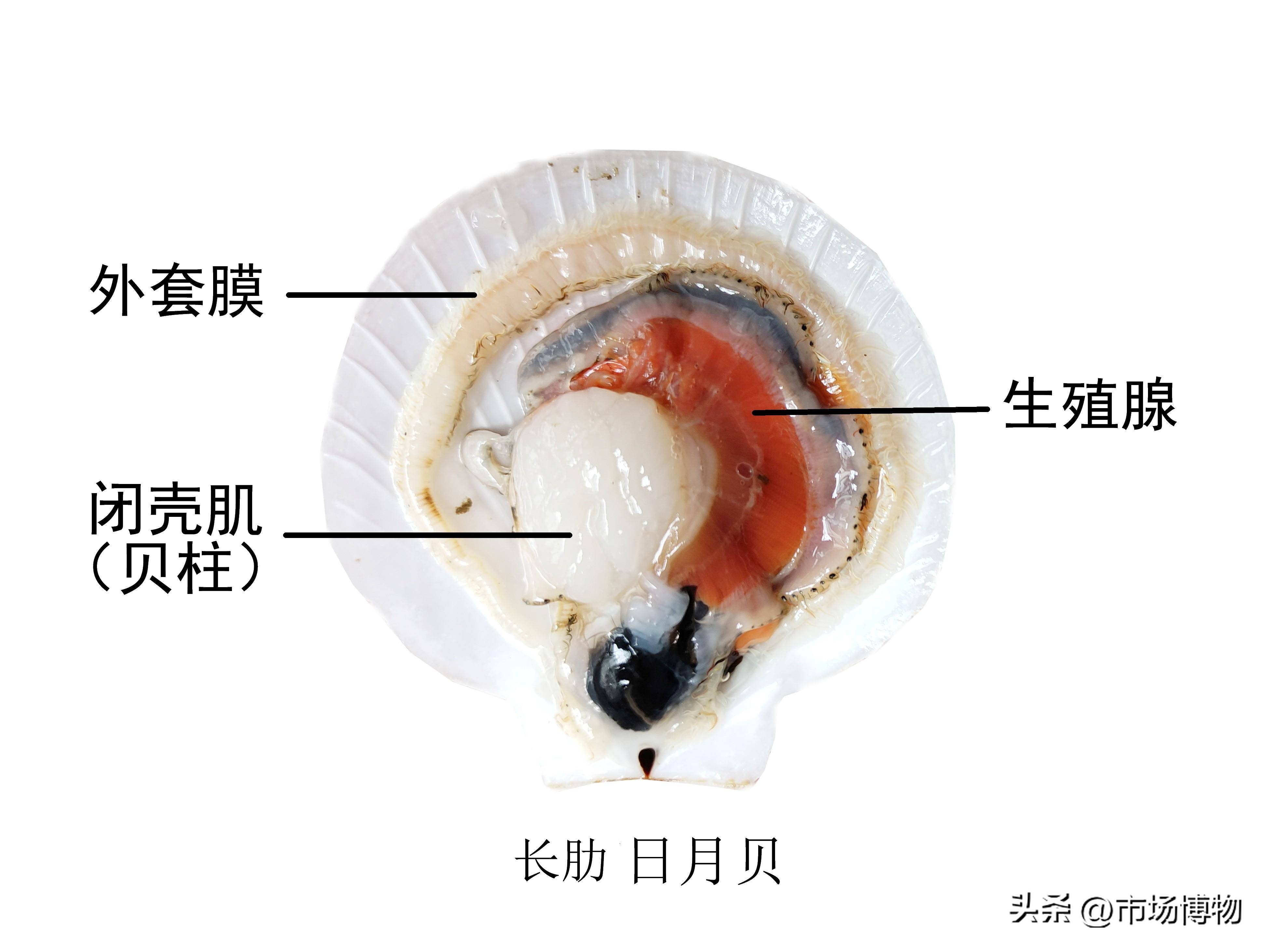 这些贝类将内脏去除后,把闭壳肌和外套膜一起取下,就是鲜带子,注意