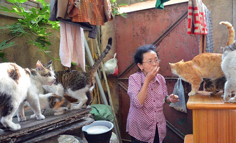 流浪动物的"生态"争议:"流浪猫问题从未如今天那么急迫"_李忠秋_城市