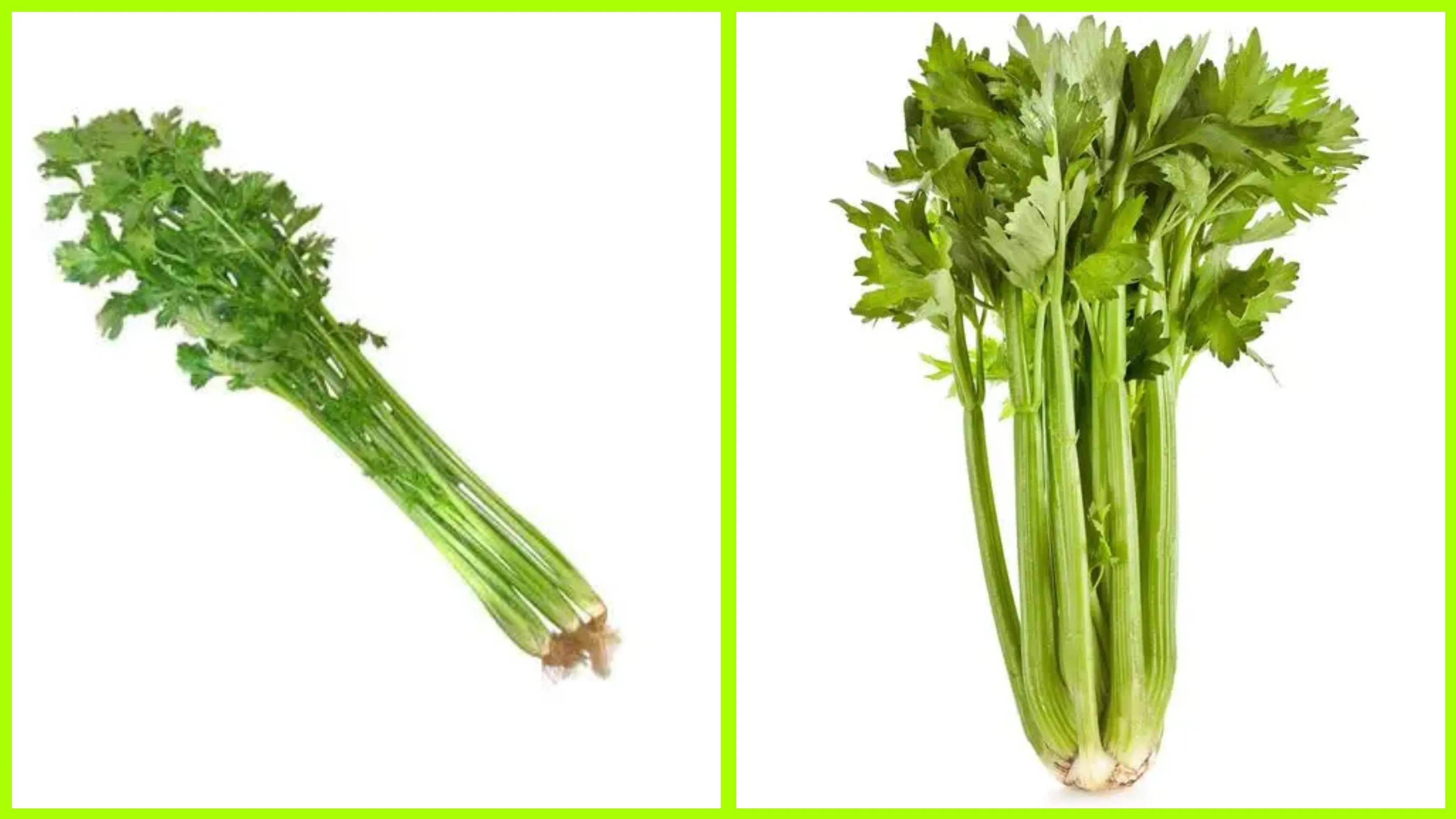 为什么芹菜叶子不能吃（为什么芹菜叶子不能吃？40年来竟第一次想这个问题。) | 说明书网