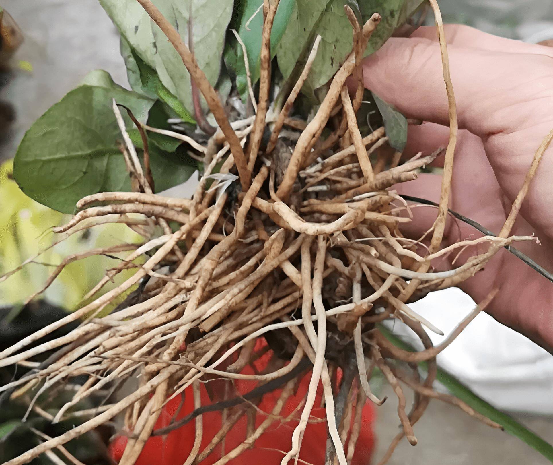 灌丛里有1种"一支箭",农民叫它"草王",被无节制采挖,珍贵_繁殖_植物