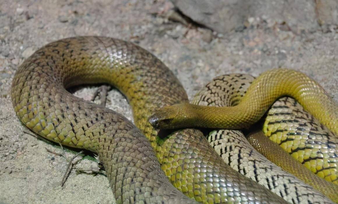 "无双毒皇"内陆太攀蛇终究是"王"蛇的口粮_毒性_动物_人类