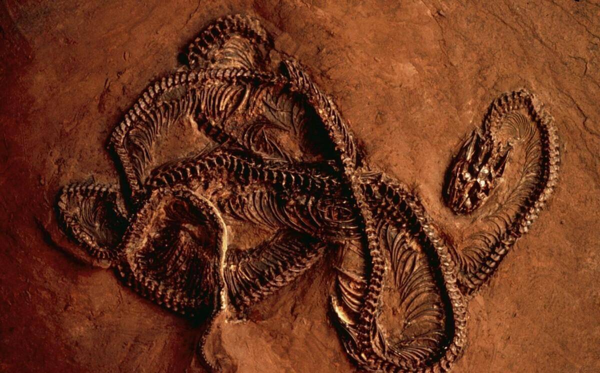 蛇化石能预见的是:在我国其它地区,同样有蛇出没,区别就是没出现在