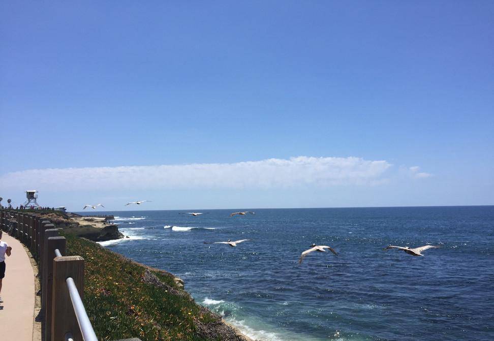 美国为女儿当"保姆"观景台海滩被成群结队海狮占领了_礁石_沙滩_大海