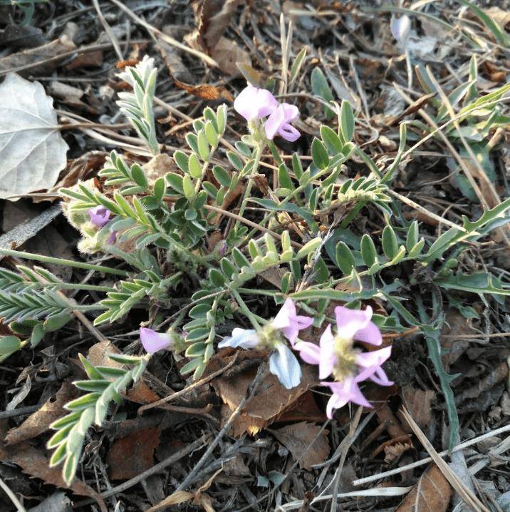 山村里有1种"甜地丁",挖2棵少2棵,如今珍贵又稀少,请保护_花友_植物