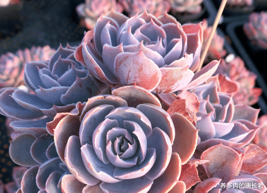 多肉粉红天使和红粉佳人,一个"过目难忘",一个貌似平凡但耐看_pinky