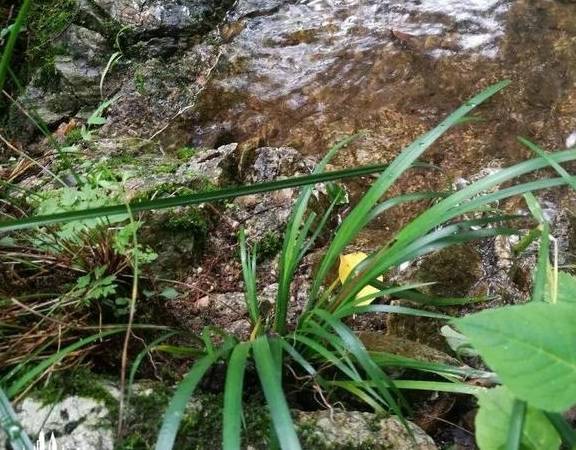 荷花_菖蒲_月季花