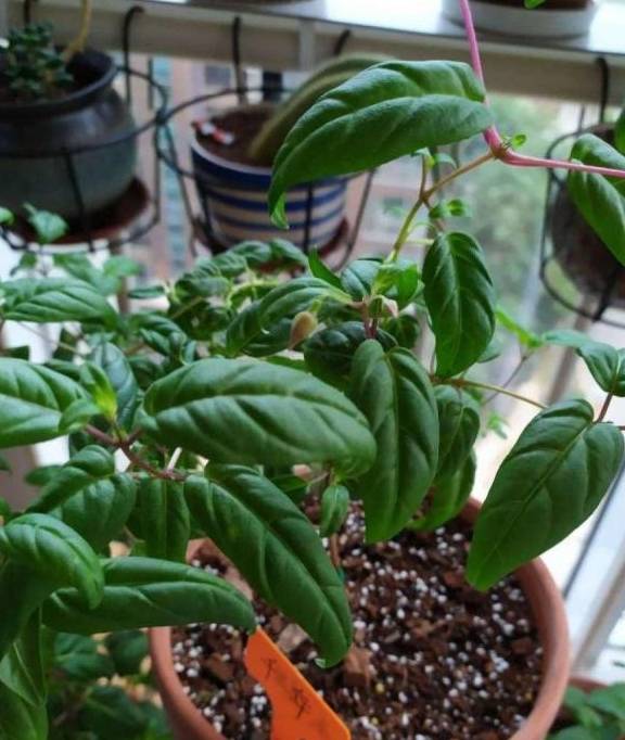 今年最火的福气花,一次能开上百朵,个个都像小灯笼!