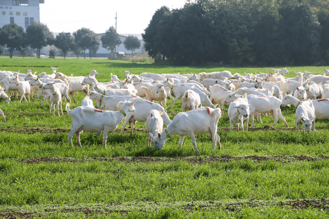 陕西富平:黄土地上崛起乳业新高地_奶山羊_养殖_产业