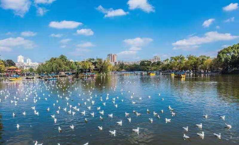 冬日暖阳,打卡昆明滇池海埂大坝喂海鸥,整座春城在和海鸥热恋_人们