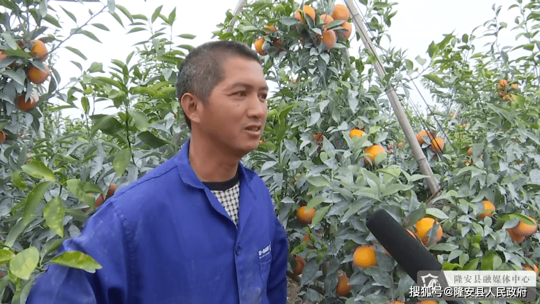 乔建镇鹭鸶村上罗兴屯村民 陆仁杰:这个基地从2020年接手开始种沃柑