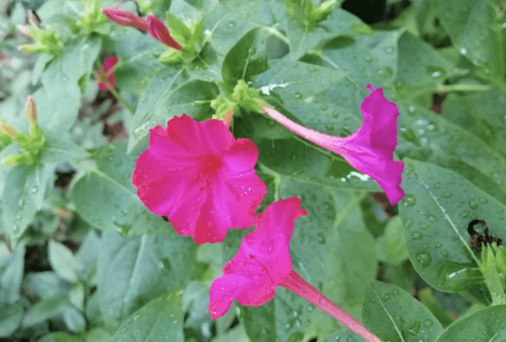 农地里有1种"地雷花",以往见1棵铲除1棵,如今却珍贵,值钱_种植_植物
