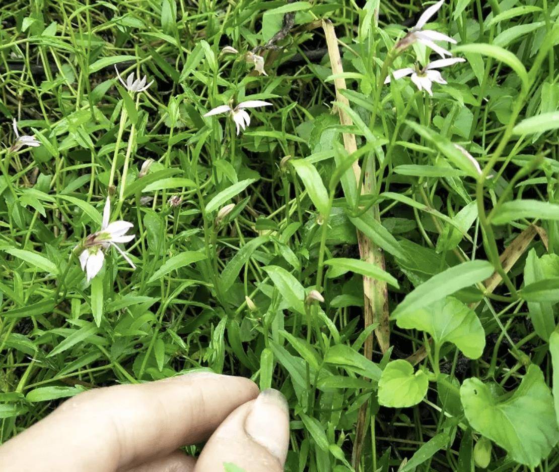 生于麦地里,人称"细米草",如今是珍贵野草,挖1棵少1棵,稀少_植物_种植