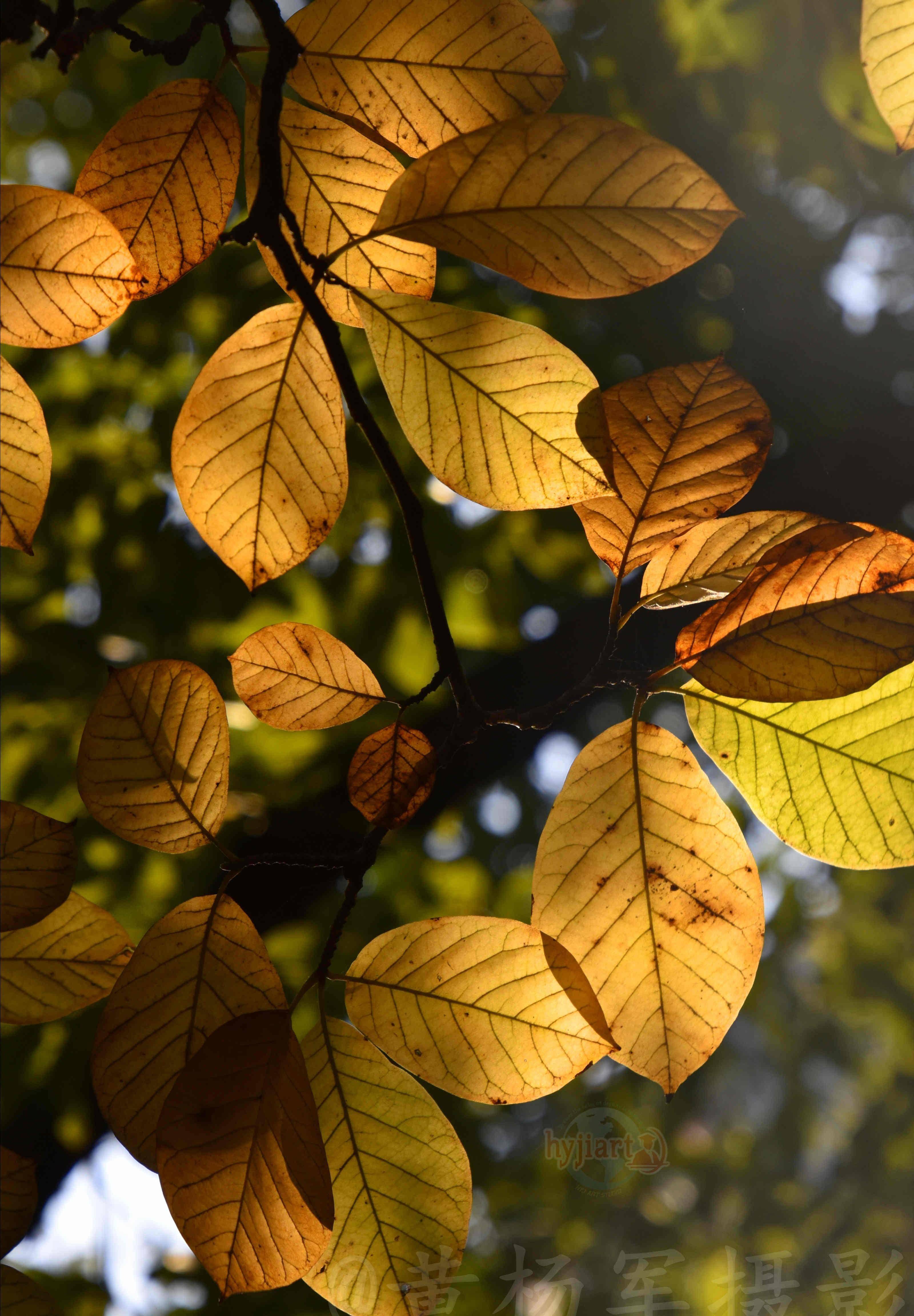玉兰树叶斑斓多彩的迷人之美,迎着阳光的叶子通透美丽,叶美如花_生活
