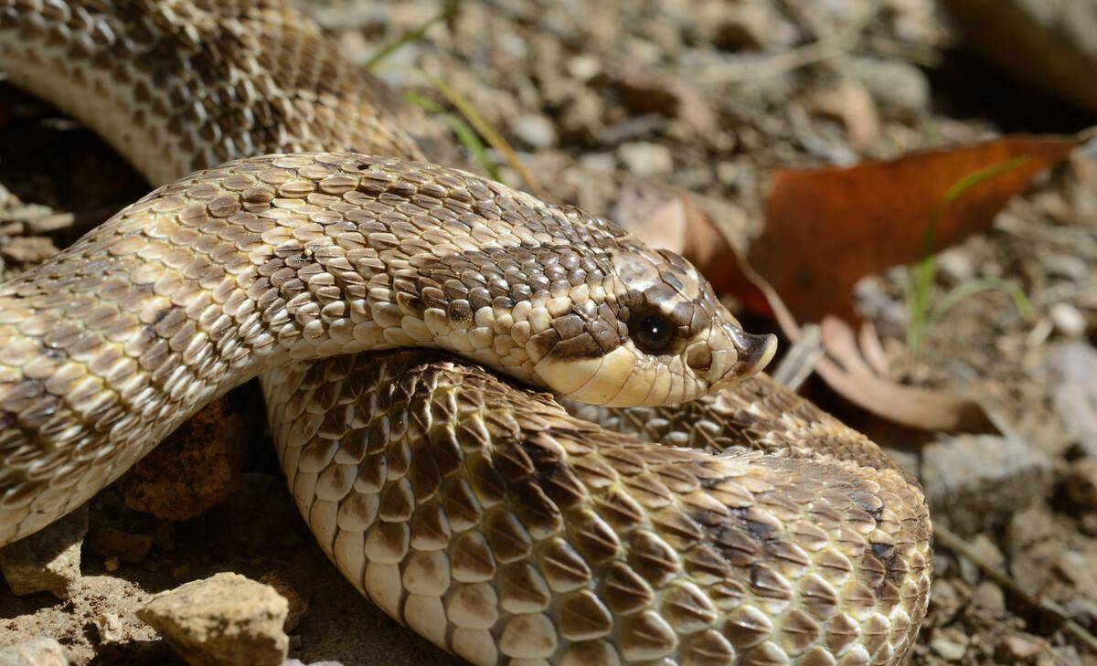 蛇界颜值大比拼,谁才是你心目中最好看的蛇_毒蛇_学名_长相