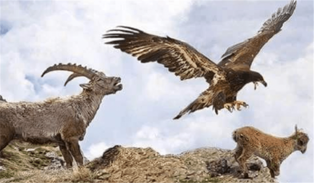 金雕去抓北山羊,公羊为保护小羊摔死,金雕飞去啄食,雪豹也来抢_山崖