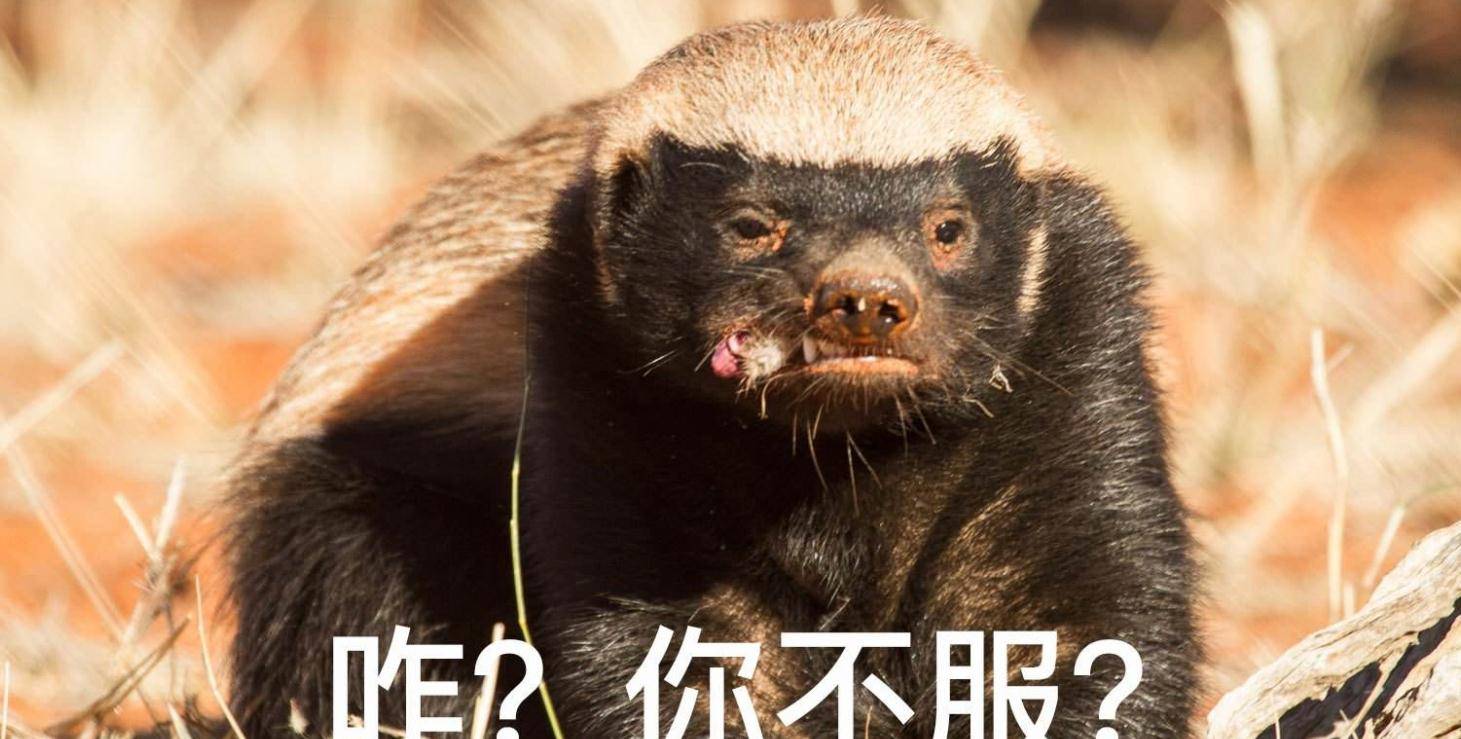 大连蛇岛大约有两万条蛇,如果放两只蜜獾上去,大概多久能吃完?
