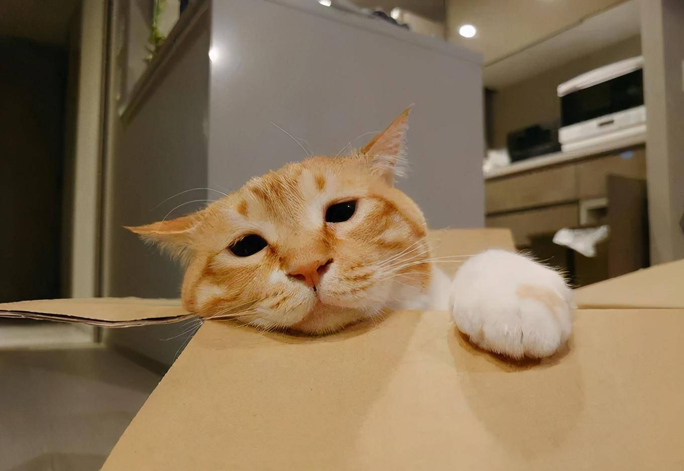 日本网友家的猫咪长了一张"厌世颜",又丧又萌的表情,走红网络_美食