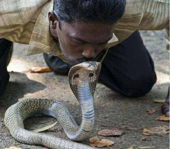 为何印度人热衷于此,又为何眼镜蛇那么听话不咬人?