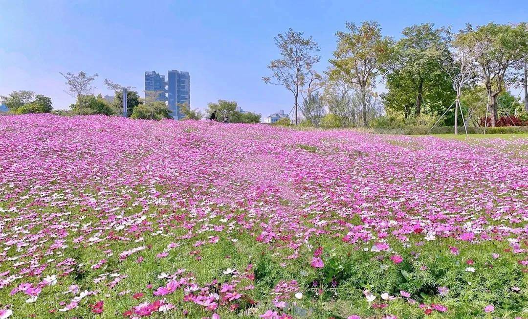 深圳小众梦幻花海,香蜜公园格桑花海进入盛花期_福田_海洋_交通