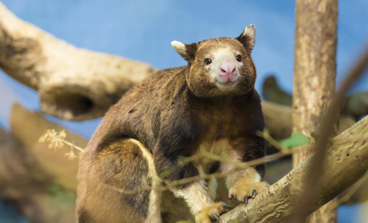 袋鼠上树是什么，当然是树袋鼠啦，其实袋鼠原本就住在树上_搜狐网, image size:1200x729