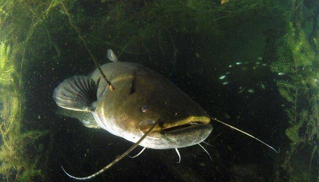 想要收穫大鯰魚,這些鯰魚的生活習性,你就不得不瞭解一下_動物_生理