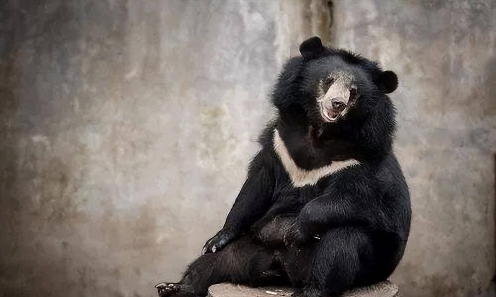 湖北村民误把黑熊当狗带回家，细心喂养日常遛熊，黑熊也能温顺？