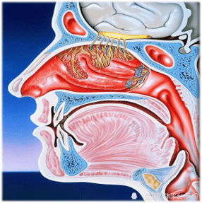 鼻黏膜难受图片
