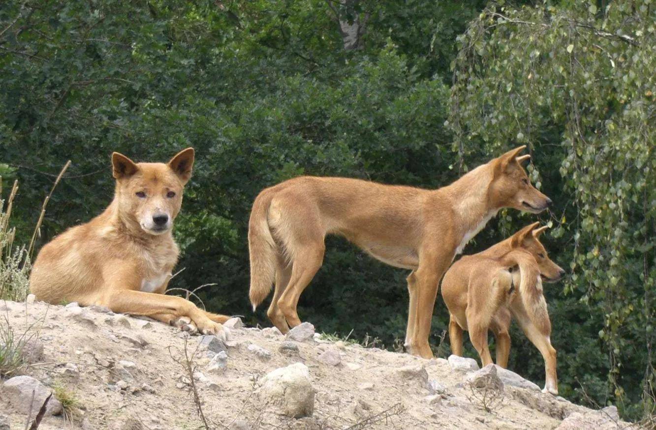 讲讲土狗的成王之路_狗王_阿黄_农村