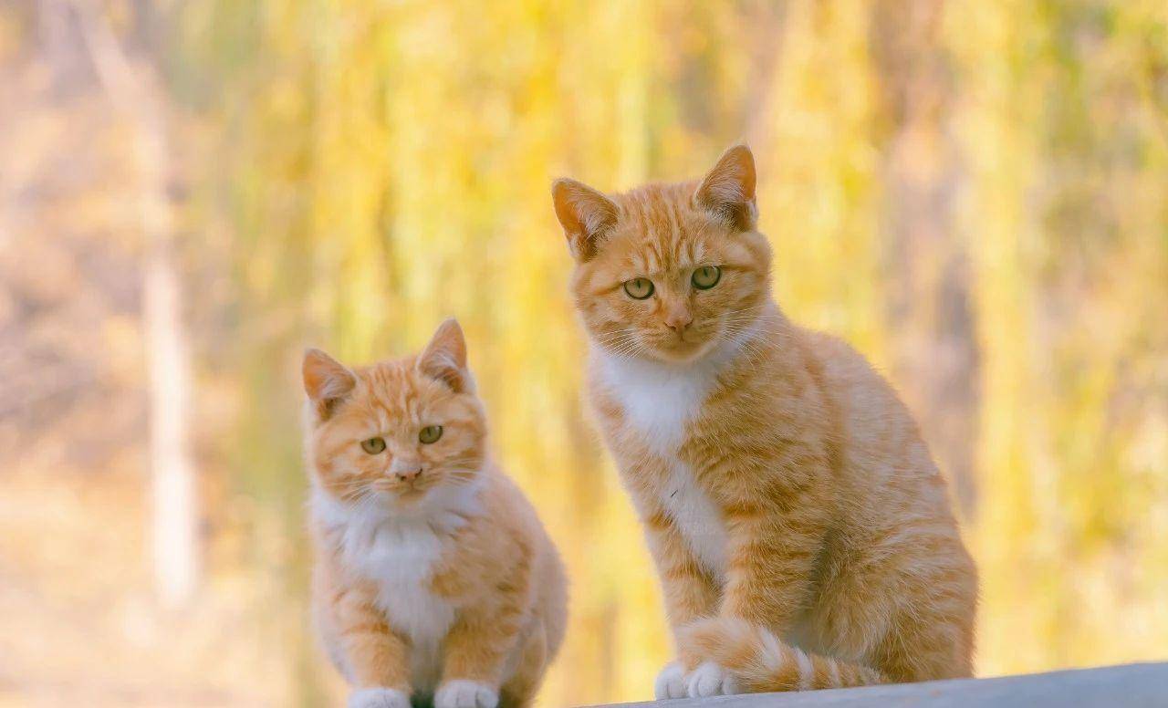 一组温暖的猫猫母爱图,愿天下母亲平安快乐_猫妈_眼神_白猫
