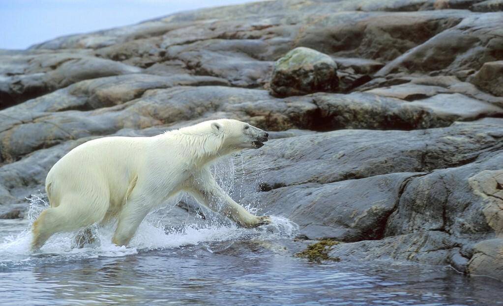 一只北极熊攻击海象群,饥饿让它丧失理智,镜头完美记录全过程_体型