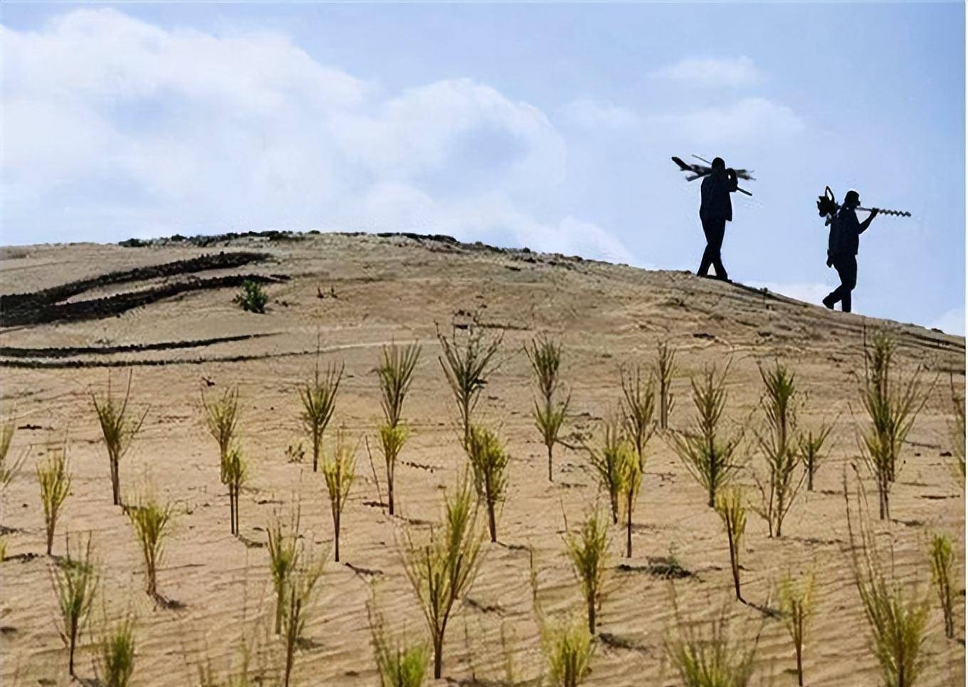 森林裡兌換的樹木一棵棵就長在沙漠中,而且在不斷地擴大,防風固沙的