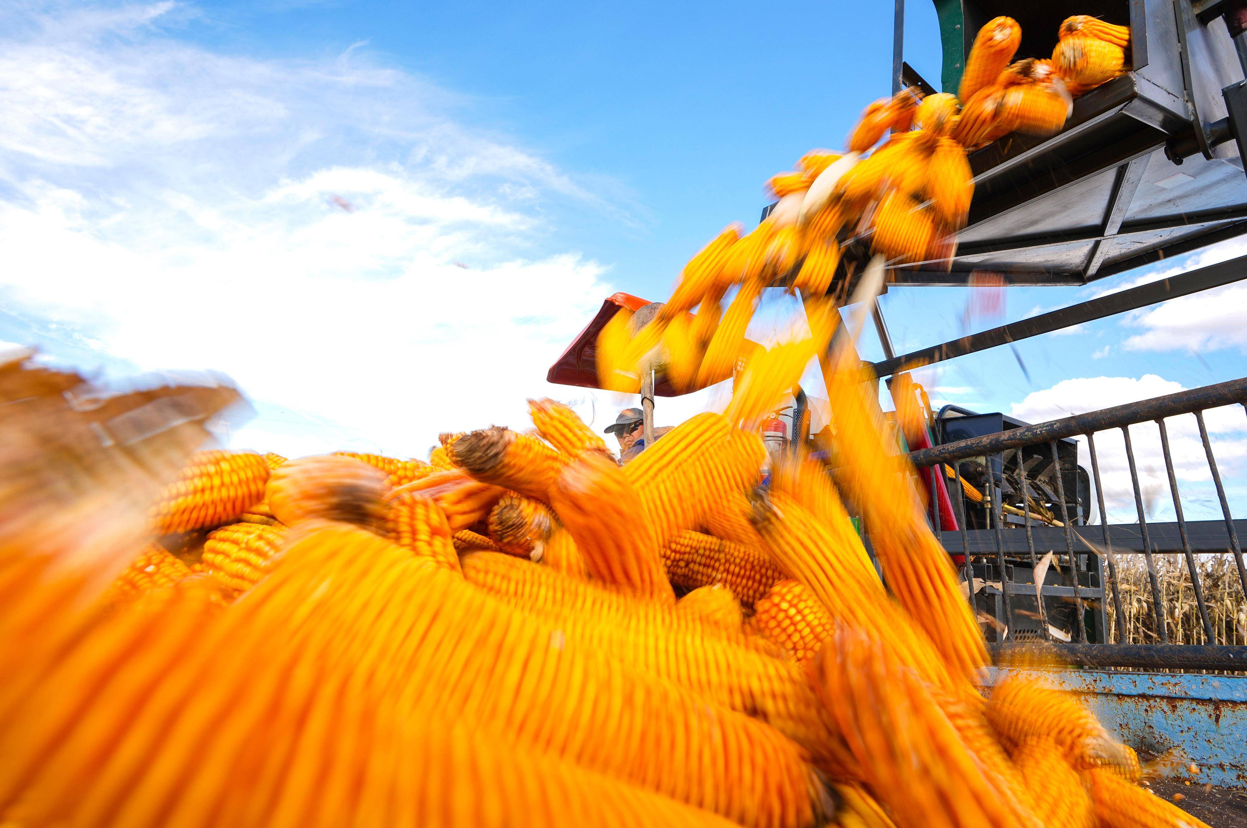 "藏粮于技" 东北黑土地在保护中要丰产_耕作_中国_推广