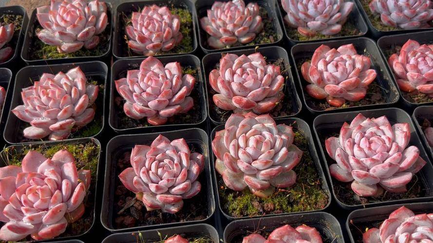 人见人爱的多肉星星橙，你家多半已经养了，别被名字忽悠了_搜狐网 