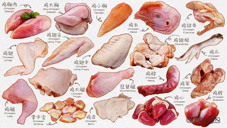 不同部位的鸡肉以上就是最常见的鸡肉分割种类,以及最适合制作的美味.