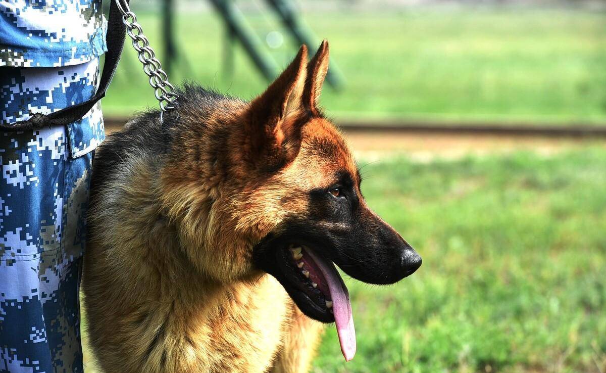 电视剧导演为了影视效果竟然炸死三等功军犬,训导员却毫不知情_电影