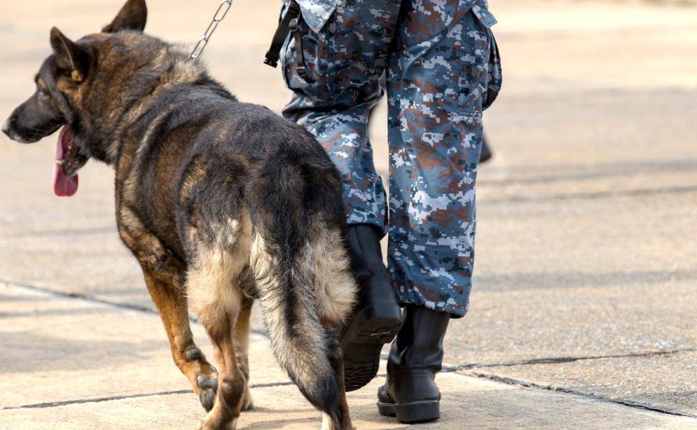 电视剧导演为了影视效果竟然炸死三等功军犬,训导员却毫不知情_电影