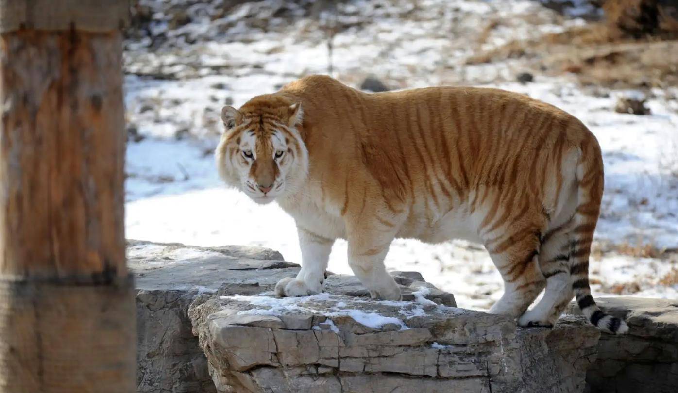 广州出现一只稀有金虎,全身金黄体格健壮却胆小如鼠_晶晶_银虎_老虎