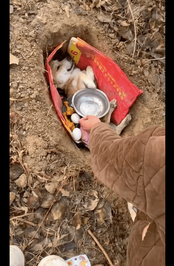 黄狗因病去世了,主人挖个坑埋了起来,还让同伴披麻戴孝送别它!