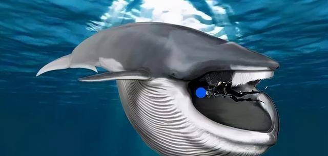 倍,但是真正可以吞下一个人的鲸鱼其实屈指可数,鲸鱼有须鲸和齿鲸两种