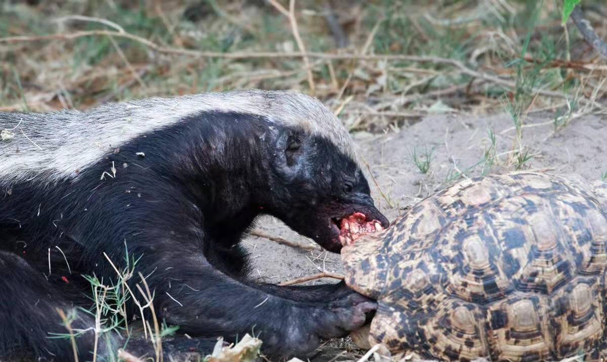 大连蛇岛2万条毒蛇,放2只蜜獾上岛会如何?能把毒蛇全吃光吗?