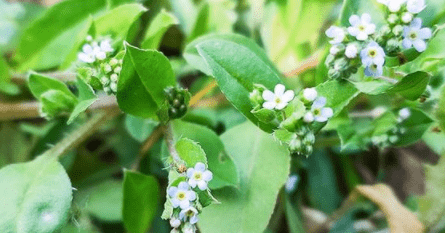 實際上附地菜是與田紫草(毛妮菜)同屬的紫草科植物,早春附地菜簇擁