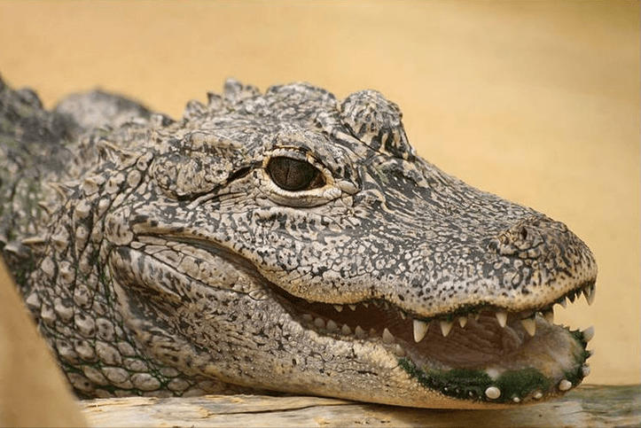 "世界最萌的鳄鱼"扬子鳄,爱看老奶奶洗衣服,还喜欢吃"旺旺雪饼"_人类