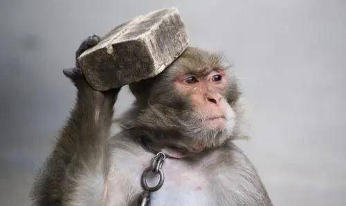 民国驯猴人客店被害,猴子替主申冤,张作霖把兄弟智