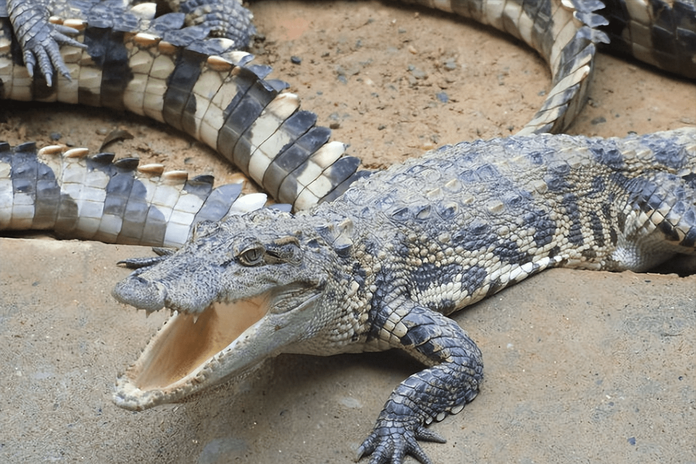 在环境保护上尽自己的一份力,这样才能让扬子鳄这种可爱的小鳄鱼,继续